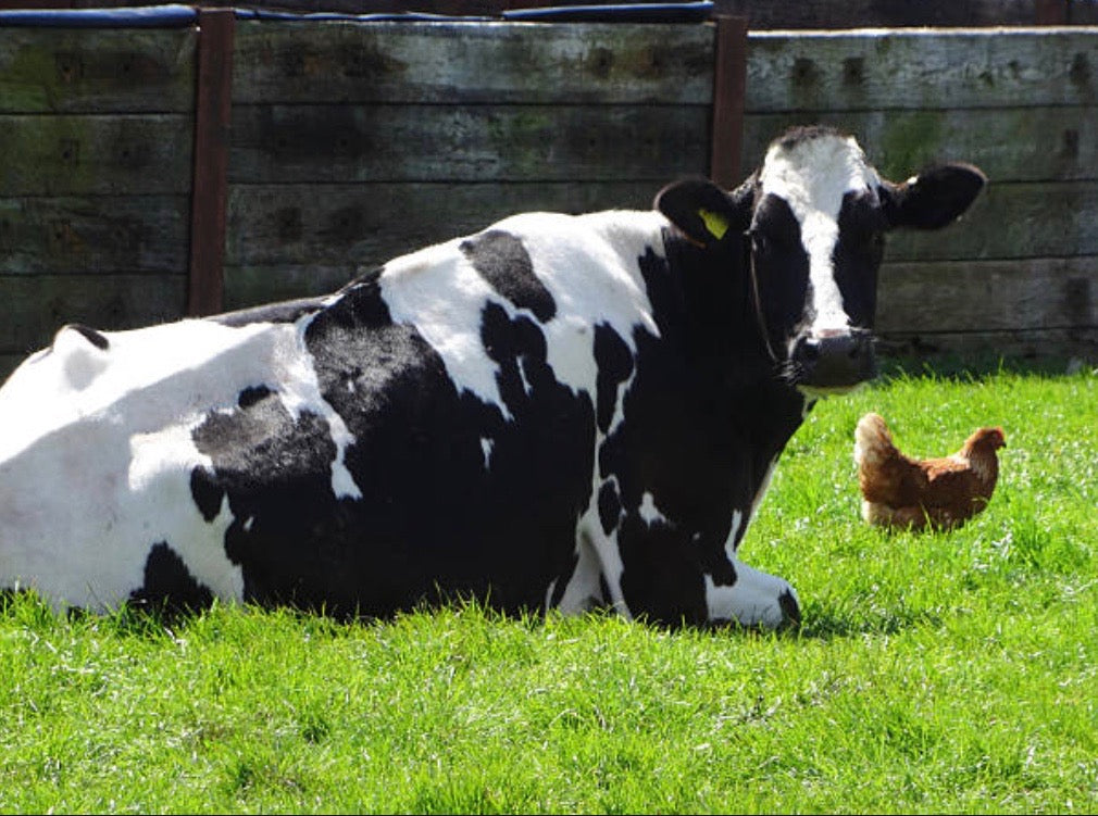 Animal Protein is Bad For Our Bodies!